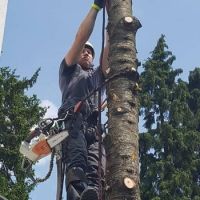 baume beschneiden munich Der Baumspezialist