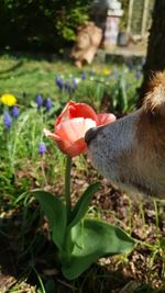 hundesitter munich Hundetagesstätte Die Fellnasen