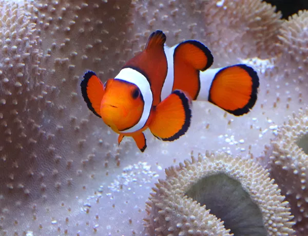 10581 Clownfish Swimming By An Anemone