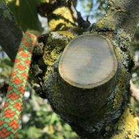 baume fallen munich Baumpflege Elster - Fachfirma für Baumpflege und Baumfällung in München