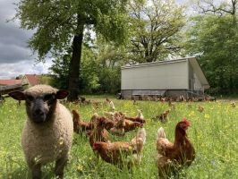 Nachhaltige Tierhaltung -  Ferienbauernhof Scheckenbauer